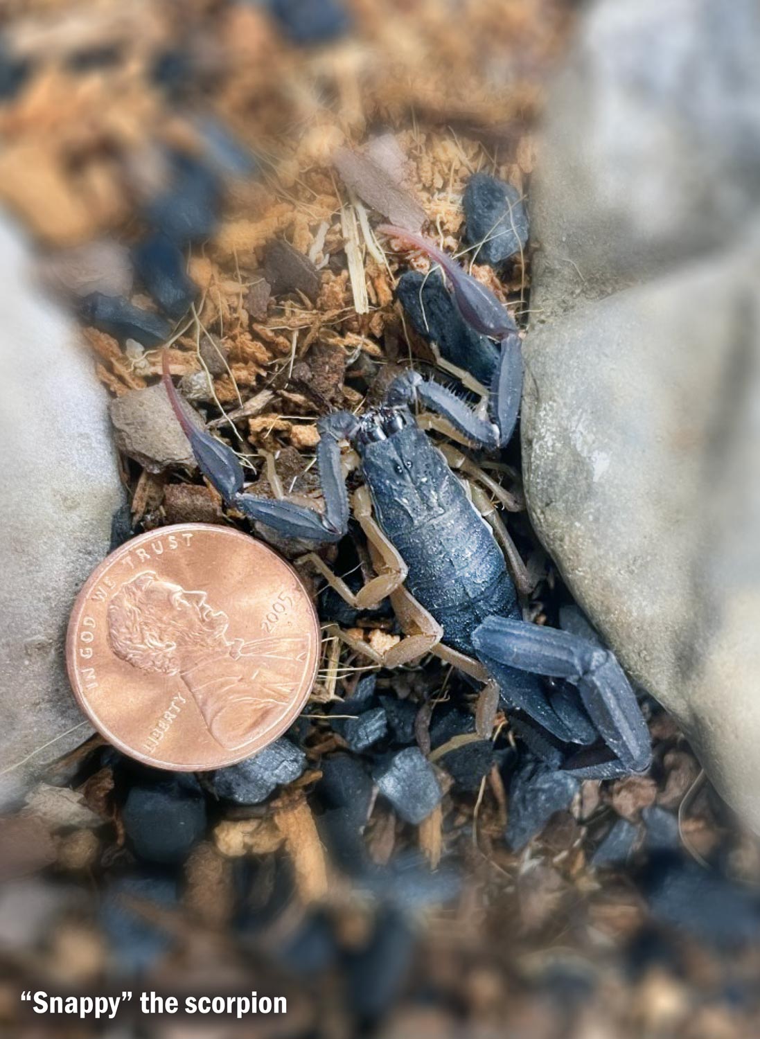 close view of "Snappy" the Scorpion next to a penny for scale